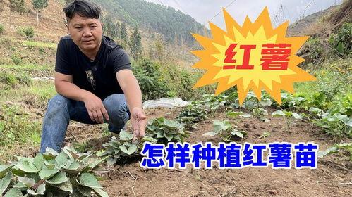 怎样种红薯苗视频,视频教程详解
