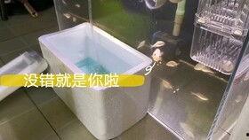 清理鱼缸底部垃圾视频,跟随视频轻松清理底部垃圾