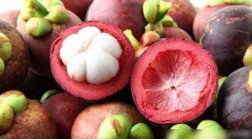 山竹树视频,探寻自然之美与生态奥秘