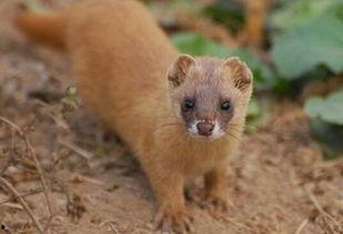 黄鼠狼缩骨视频,神奇动物的身体奥秘