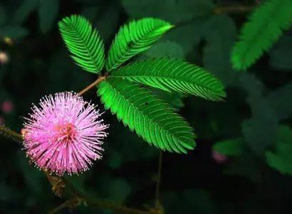 含羞草视频大全,捕捉自然界的奇妙瞬间